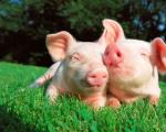 Разведение свиней в домашних условиях как малый бизнес